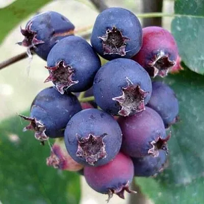 Ирга SLEYT в Челябинске