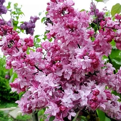 Сирень ОЛИМПИАДА КОЛЕСНИКОВА в Челябинске