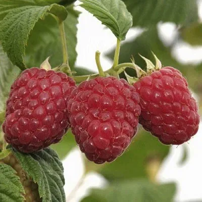 Саженцы малины Гусар Саженцы малины Гусар