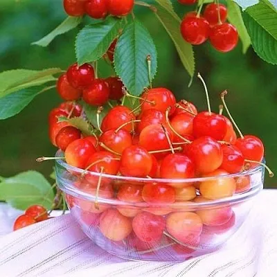 Черешня НАСЛАЖДЕНИЕ в Челябинске