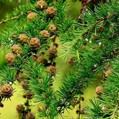 Лиственница  Лиственница в Челябинске