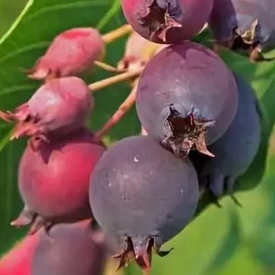 Ирга MANDAN в Челябинске