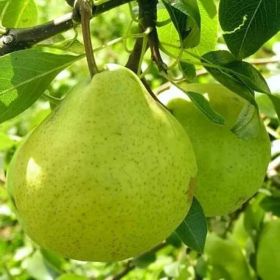 Груша ДАЛИКОР колонновидная  Груша ДАЛИКОР колонновидная в Челябинске