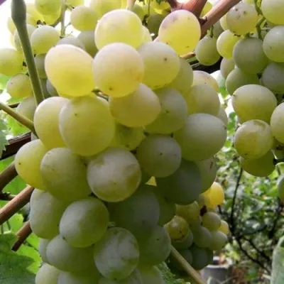 Виноград ТАЛИСМАН в Челябинске