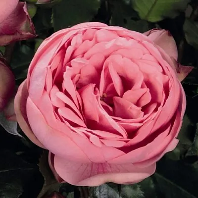 Саженцы роз ХЭППИ ПИАНО чайно-гибридная  Саженцы роз ХЭППИ ПИАНО чайно-гибридная в Челябинске