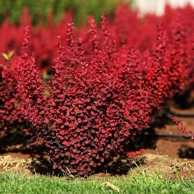 Барбарис ОРАНЖ РОКЕТ тунберга  Барбарис ОРАНЖ РОКЕТ тунберга в Челябинске