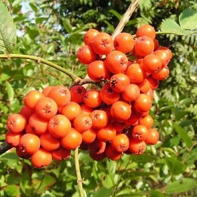 Рябина КОНЦЕНТРА сладкоплодная  Рябина КОНЦЕНТРА сладкоплодная в Челябинске