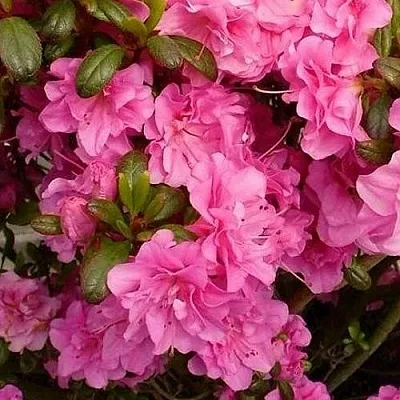 Азалия ПЕТТИКОУТ японская  Азалия ПЕТТИКОУТ японская в Челябинске