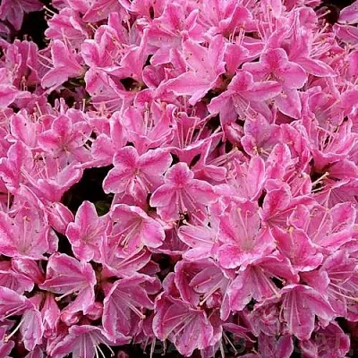 Азалия КЕРМЕСИНА РОУЗ японская  Азалия КЕРМЕСИНА РОУЗ японская в Челябинске