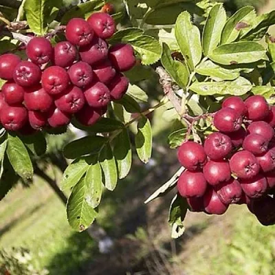 Рябина БУРКА сладкоплодная  Рябина БУРКА сладкоплодная в Челябинске