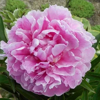 Пион РИМ травянистый  Пион РИМ травянистый в Челябинске