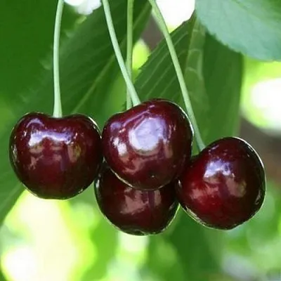 Черешня ЛЕНИНГРАДСКАЯ ЧЁРНАЯ в Челябинске