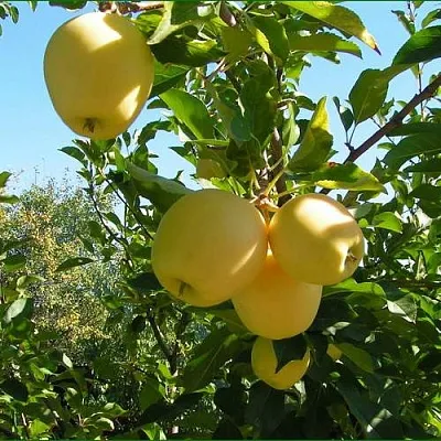 Яблоня ГОЛДЕН МИЛЛЕНИУМ  Яблоня ГОЛДЕН МИЛЛЕНИУМ в Челябинске