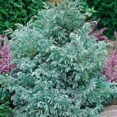 Кипарисовик БУЛЕВАРД горохоплодный  Кипарисовик БУЛЕВАРД горохоплодный в Челябинске