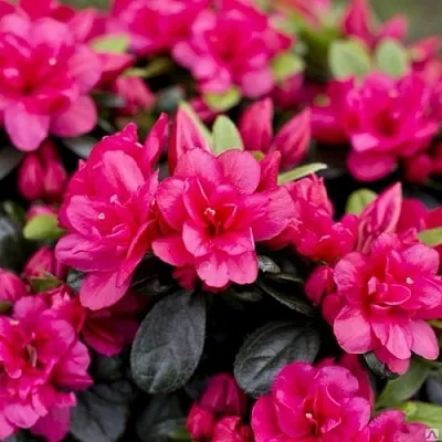 Азалия КАНЗОНЕТТА японская  Азалия КАНЗОНЕТТА японская в Челябинске