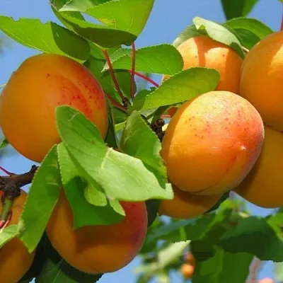 Абрикос КИЕВСКИЙ РАННИЙ в Челябинске