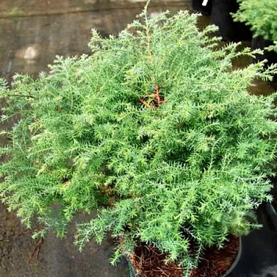 Кипарисовик СКВАРРОЗА горохоплодный  Кипарисовик СКВАРРОЗА горохоплодный в Челябинске