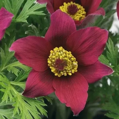 Прострел ПИНВИЛ РЕД ШЕЙДЕС в Челябинске