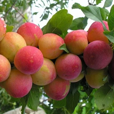 Слива СКОРОПЛОДНАЯ в Челябинске