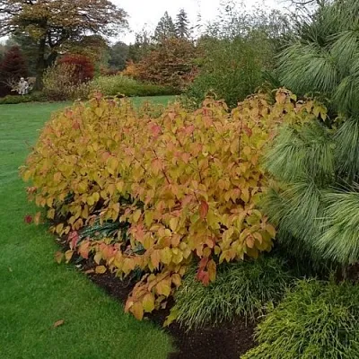 Дерен  АННА ВИНТЕР ОРАНЖ кроваво-красный    Дерен  АННА ВИНТЕР ОРАНЖ кроваво-красный   в Челябинске