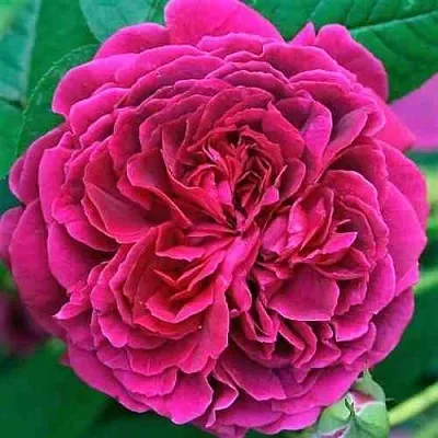 Саженцы роз ВИЛЬЯМ ШЕКСПИР английская  Саженцы роз ВИЛЬЯМ ШЕКСПИР английская в Челябинске