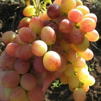 Виноград ТАСОН в Челябинске