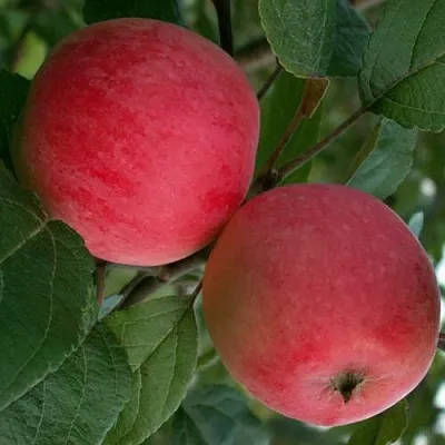 Яблоня СУЙСЛЕПСКОЕ (МАЛИНОВКА)  Яблоня СУЙСЛЕПСКОЕ (МАЛИНОВКА) в Челябинске