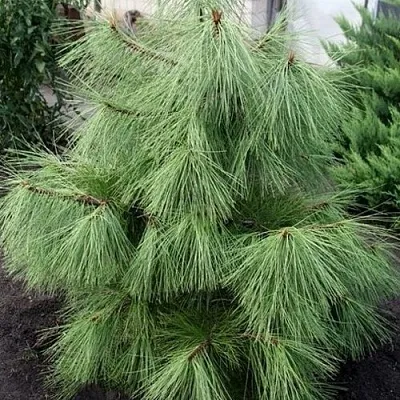 Сосна желтая   Сосна желтая  в Челябинске