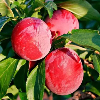 Красная в Челябинске