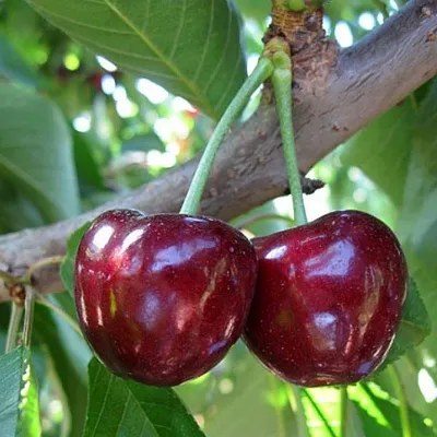 Черешня СЮБАРОВСКАЯ в Челябинске