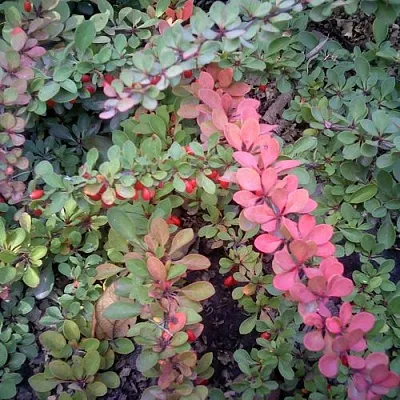 Барбарис ГРИН КАРПЕТ тунберга  Барбарис ГРИН КАРПЕТ тунберга в Челябинске