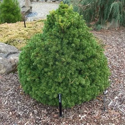 Ель ТОМПА обыкновенная  Ель ТОМПА обыкновенная в Челябинске