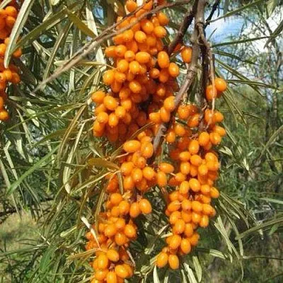 Облепиха НИВЕЛЕНА  Облепиха НИВЕЛЕНА в Челябинске