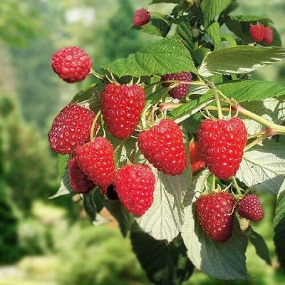 Малина РУБИФОЛ в Челябинске