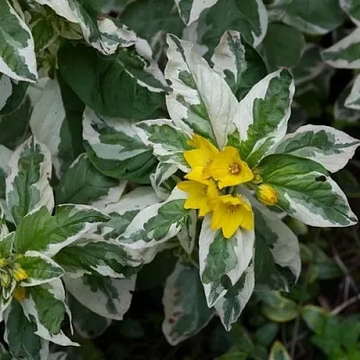 Вербейник АЛЕКСАНДР точечный  Вербейник АЛЕКСАНДР точечный в Челябинске