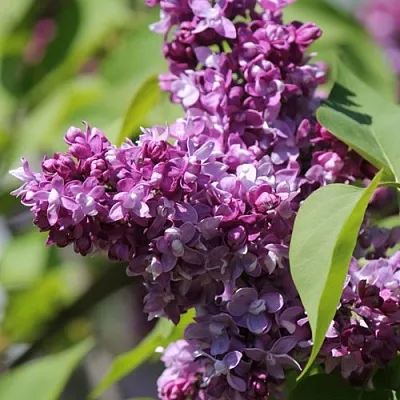 Сирень ИЗОБИЛИЕ в Челябинске