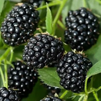 Ежевика ТРИПЛ КРАУН бесшипная  Ежевика ТРИПЛ КРАУН бесшипная в Челябинске