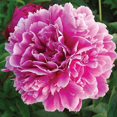 Пион ПУРПУРНАЯ ФЕЕРИЯ травянистый  Пион ПУРПУРНАЯ ФЕЕРИЯ травянистый в Челябинске