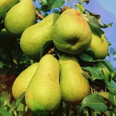 Груша НЕЖНОСТЬ колонновидная	  Груша НЕЖНОСТЬ колонновидная	 в Челябинске