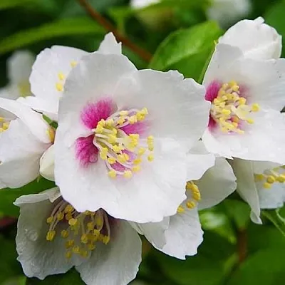 Жасмин БЕЛЬ ЭТУАЛЬ  Жасмин БЕЛЬ ЭТУАЛЬ в Челябинске