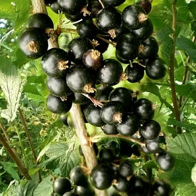 Смородина черная БЕН ТИРЕН  Смородина черная БЕН ТИРЕН в Челябинске