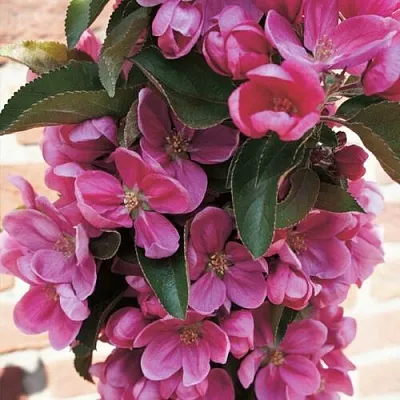 Яблоня ЗЕЛЁНЫЙ БУКЕТ декоративная в Челябинске