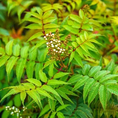 Рябинник в Челябинске