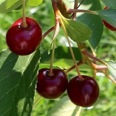 Дюк НАДЕЖДА — описание сорта Дюк НАДЕЖДА в Челябинске