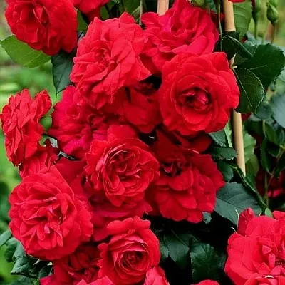 Саженцы роз АМАДЕУС плетистая  Саженцы роз АМАДЕУС плетистая в Челябинске