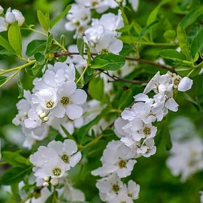 Экзохорда в Челябинске