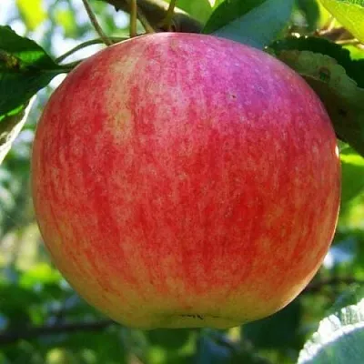 Яблоня ШТРИФЕЛЬ  Яблоня Штрифель (Штрейфлинг или Осеннее полосатое) в Челябинске