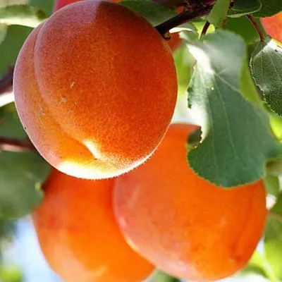 Абрикос  Абрикос в Челябинске