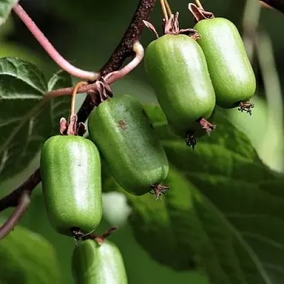 Актинидия СЕНТЯБРЬСКАЯ коломикта  Актинидия СЕНТЯБРЬСКАЯ коломикта в Челябинске