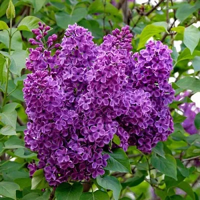 Сирень СУМЕРКИ в Челябинске